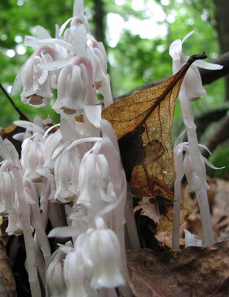 2009-06-20_backyard_indian_pipe 067_crop.jpg